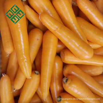 Direkt von der Fabrik billige Karotten Preis 10kg Karotte